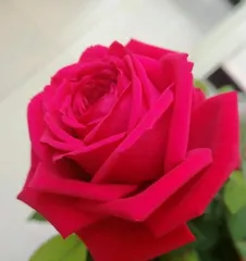 How to Grow a Healthy Red Rose (Full Guide from Selection to Care, Helping You Easily Get Beautiful Flowers)2