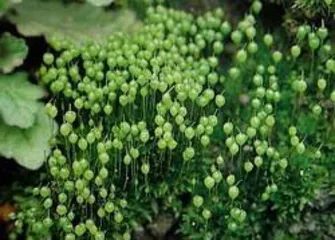 Is moss a good choice of indoor plant? (Moss toxicity, suitable environment, and care tips)