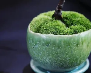 Is moss a good choice of indoor plant? (Moss toxicity, suitable environment, and care tips)1