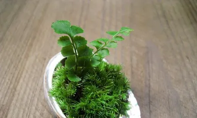 Is moss a good choice of indoor plant? (Moss toxicity, suitable environment, and care tips)2