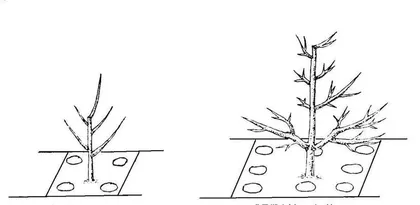 Analysis of the Planting and Growth Cycle of Apple Trees (Choosing the Best Planting Time to Promote Apple Growth)
