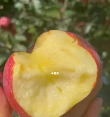 Explore the Taste of Apple (Comprehensive Analysis of Apple Varieties, Texture, and Aroma)