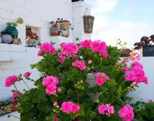 The Fertilizing Method for Geraniums (Choosing the Right Fertilizer to Help Geraniums Grow Strongly)