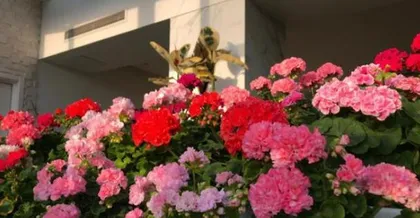 The Fertilizing Method for Geraniums (Choosing the Right Fertilizer to Help Geraniums Grow Strongly)1