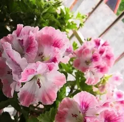 The Fertilizing Method for Geraniums (Choosing the Right Fertilizer to Help Geraniums Grow Strongly)2