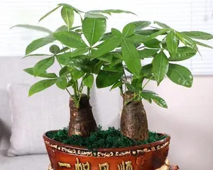 Guide to Fertilizer Selection for Money Trees (Learn how to choose the best quality fertilizer to keep your money tree healthy and thriving)
