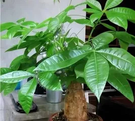 Practical Methods for Growing Money Trees at Home (Fill Your Home with Fortune, Starting with Growing Money Trees)