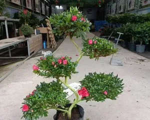 The blooming period and number of flowering times of Azalea Pink Peach (to understand the growth characteristics and care techniques of Azalea Pink Peach)0