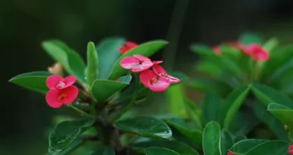 The Toxicity of Black Towers and Indoor Care Guide (Understand the toxicity of Black Towers and properly care for your indoor potted plants)0