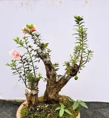 The blooming period and number of flowering times of Azalea Pink Peach (to understand the growth characteristics and care techniques of Azalea Pink Peach)1