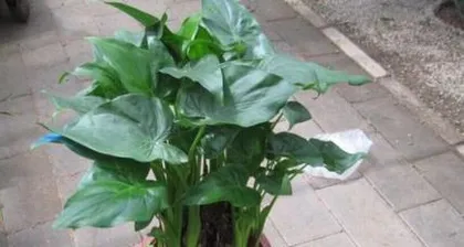 The Toxicity of Black Towers and Indoor Care Guide (Understand the toxicity of Black Towers and properly care for your indoor potted plants)1