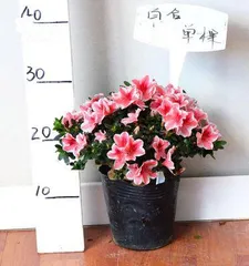 The blooming period and number of flowering times of Azalea Pink Peach (to understand the growth characteristics and care techniques of Azalea Pink Peach)2