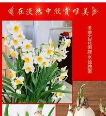 A Comprehensive Guide to Growing Hyacinths in Water (Create a Home Beauty, Learn Step-by-Step Hyacinth Care Techniques in Water)0