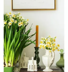 A Comprehensive Guide to Growing Hyacinths in Water (Create a Home Beauty, Learn Step-by-Step Hyacinth Care Techniques in Water)1