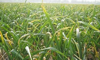 The planting time and methods of garlic (Master the best planting time to help you achieve a bountiful harvest)