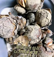 A Comprehensive Guide to Growing Hyacinths in Water (Create a Home Beauty, Learn Step-by-Step Hyacinth Care Techniques in Water)2