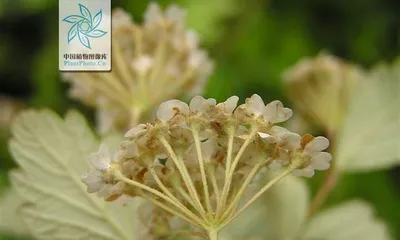 Investigate the inflorescence type of apple—umbel inflorescence (features, composition, and classification of apple inflorescences)