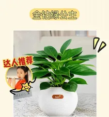 The Secret Care Guide for a Monstera (How to Make Your Monstera Thrive?)