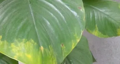 The Secret Care Guide for a Monstera (How to Make Your Monstera Thrive?)1