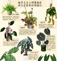 The Secret Care Guide for a Monstera (How to Make Your Monstera Thrive?)2