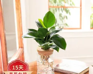 How to care for water-cultivated Asparagus setaceus to make it more lush (nutritional needs and care tips for water-cultivated Asparagus setaceus)0