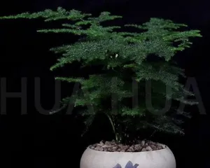 How to care for water-cultivated Asparagus setaceus to make it more lush (nutritional needs and care tips for water-cultivated Asparagus setaceus)1