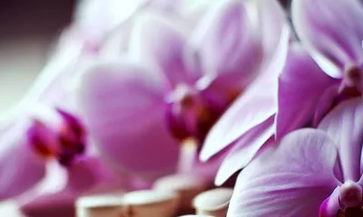 Can aspirin be used as a watering agent for orchids? (A scientific experiment reveals the truth)
