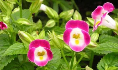 Detailed Care Methods for Summer Pansies (Creating a Beautiful and Fresh Summer Pansy Garden)