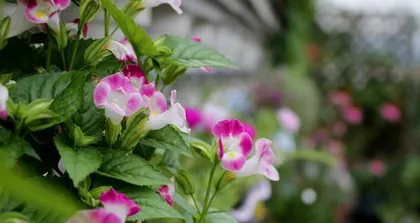 Detailed Care Methods for Summer Pansies (Creating a Beautiful and Fresh Summer Pansy Garden)2