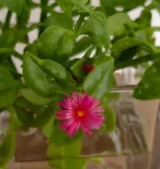 Lamiaceae blooms in summer (Exploring the blooming time and flowering period of Andrographis paniculata, understanding its flower color, morphology, and care techniques)