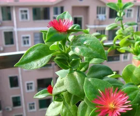 Lamiaceae blooms in summer (Exploring the blooming time and flowering period of Andrographis paniculata, understanding its flower color, morphology, and care techniques)1