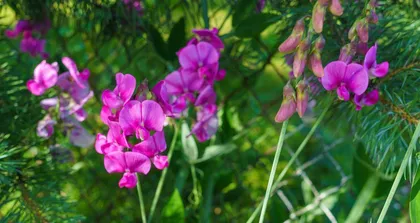 How to Help Lilac Survive Winter Safely? (Lilac Care Tips and Precautions)0