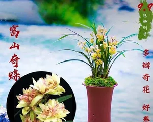 Complete Guide to Growing Potted Orchids (From Choosing Seedlings to Care, Easily Create a Green Space)0