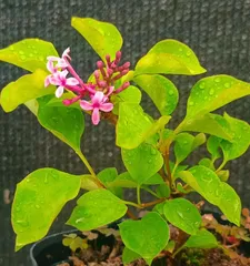 How to Help Lilac Survive Winter Safely? (Lilac Care Tips and Precautions)1