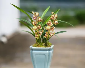 Complete Guide to Growing Potted Orchids (From Choosing Seedlings to Care, Easily Create a Green Space)1