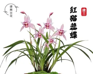 Complete Guide to Growing Potted Orchids (From Choosing Seedlings to Care, Easily Create a Green Space)2