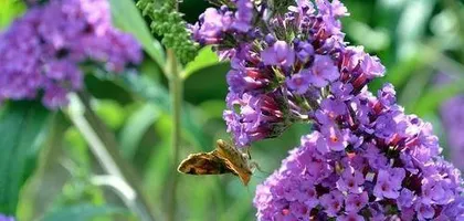 How to Help Lilac Survive Winter Safely? (Lilac Care Tips and Precautions)2
