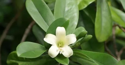African Jasmine Winter Care Guide (How to Keep Your African Jasmine Healthy During Winter)