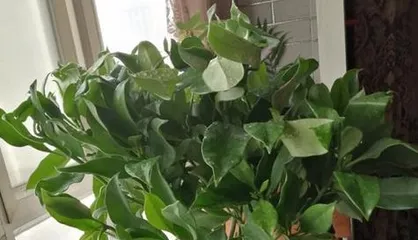 African Jasmine Winter Care Guide (How to Keep Your African Jasmine Healthy During Winter)1