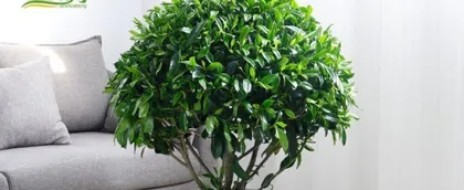 African Jasmine Winter Care Guide (How to Keep Your African Jasmine Healthy During Winter)2