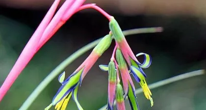 The Toxicity of the Water Tower Flower and its Indoor Care Methods (Toxicity Assessment and Indoor Care Guide for the Water Tower Flower,)0