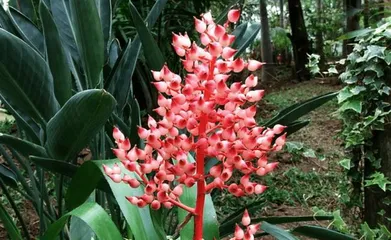 The Toxicity of the Water Tower Flower and its Indoor Care Methods (Toxicity Assessment and Indoor Care Guide for the Water Tower Flower,)1