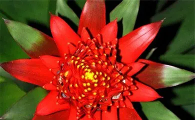 The Toxicity of the Water Tower Flower and its Indoor Care Methods (Toxicity Assessment and Indoor Care Guide for the Water Tower Flower,)2