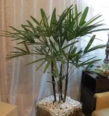 Care Methods for Azalea Potted Plants (Growing Azalea Potted Plants Indoors to Bring More Green Vitality to Your Home)1
