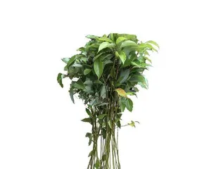 Care Methods for Azalea Potted Plants (Growing Azalea Potted Plants Indoors to Bring More Green Vitality to Your Home)2