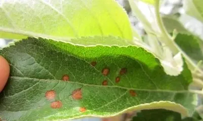 The Causes and Treatment of Apple Tree Yellow Leaf Disease (Prevention is More Important Than Treatment)