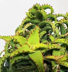 The potting and care methods of Aloe vera (to make your Aloe vera grow healthily)0