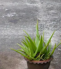 The potting and care methods of Aloe vera (to make your Aloe vera grow healthily)1