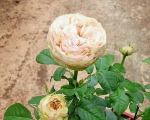 The Pros and Cons of White Chocolate Roses (Exploring the Features and Delicacies of White Chocolate Roses)