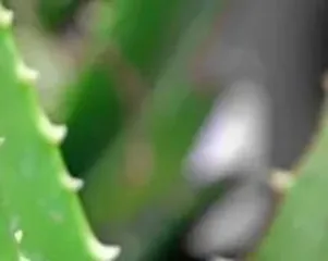 The potting and care methods of Aloe vera (to make your Aloe vera grow healthily)2